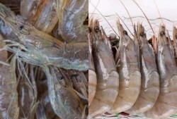 海虾养殖爆料视频播放网站,热门视频网站带你探秘养殖全过程