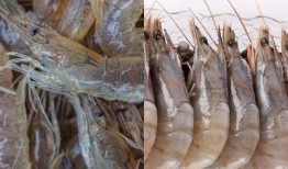 海虾养殖爆料视频播放网站,热门视频网站带你探秘养殖全过程