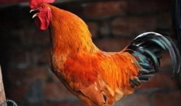 公鸡原神爆料视频大全最新,公鸡爆料视频大全，带你领略游戏魅力与幕后故事