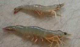 海虾养殖爆料视频播放网站,热门视频网站带你探秘养殖全过程