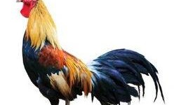 公鸡原神爆料视频大全最新,公鸡爆料视频大全，带你领略游戏魅力与幕后故事