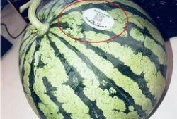 网红吃瓜出售,揭秘幕后交易与粉丝经济