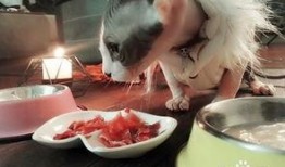 怎么爆料给狗仔喂食物视频,食物诱惑下的真相曝光