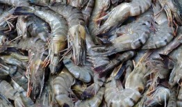 海虾养殖爆料视频播放网站,热门视频网站带你探秘养殖全过程