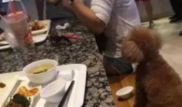 怎么爆料给狗仔喂食物视频,食物诱惑下的真相曝光