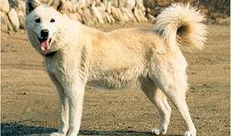 狼狗最新爆料网站大全图片,揭秘网络热点背后的真相