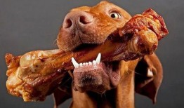 怎么爆料给狗仔喂食物视频,食物诱惑下的真相曝光