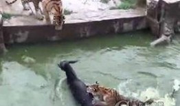 江苏动物园爆料视频最新