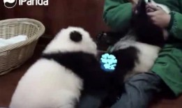 小熊猫娱乐圈爆料