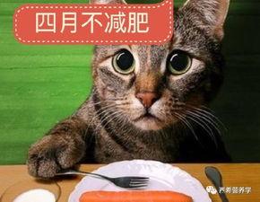 娱乐吃瓜菌猫猫,揭秘娱乐圈那些不为人知的幕后故事